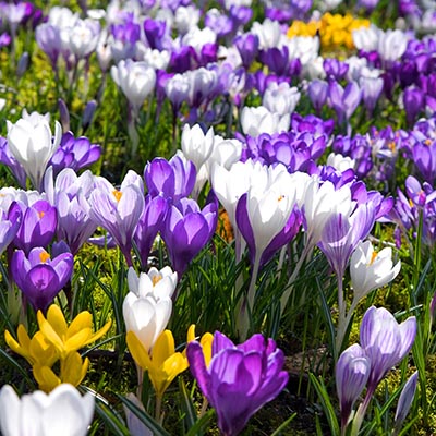 Bulbes de printemps : crocus